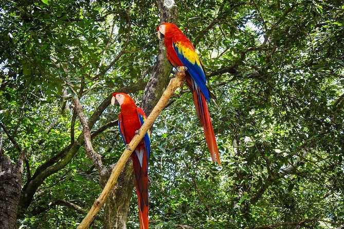 Shore Excursion: Monkey/Sloth Hang-out and Snorkel - Why This Tour Is Recommended