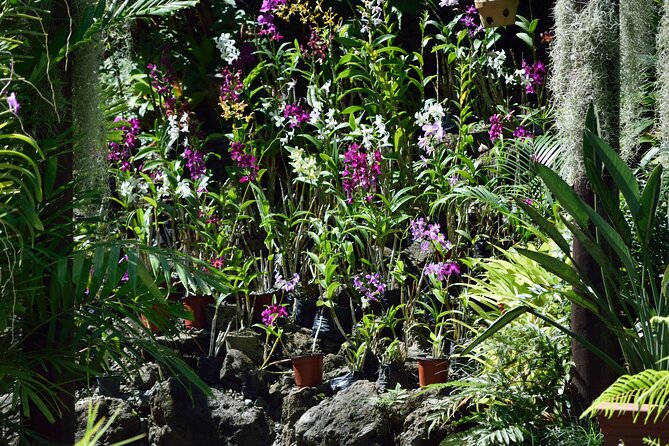 Shore Excursion-Nadi Mudpools,Sleeping Giants Gardens,Markets, Temple & Shopping - Meeting and Pickup Information