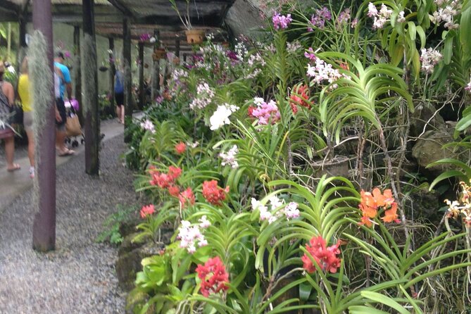 Shore Excursion-Nadi Mudpools,Sleeping Giants Gardens,Markets, Temple & Shopping - Customer Feedback