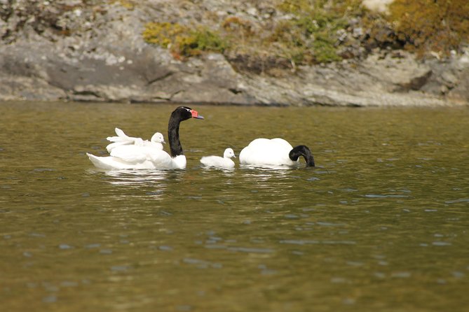 Shore Excursion - National Park Tierra Del Fuego - Guided Commentary and Exploration