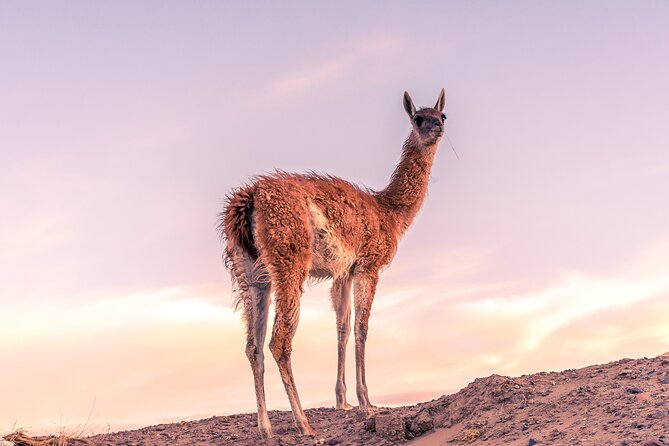 Shore Excursion Peninsula Valdes or Punta Tombo - Private Car - Peninsula Valdes Highlights