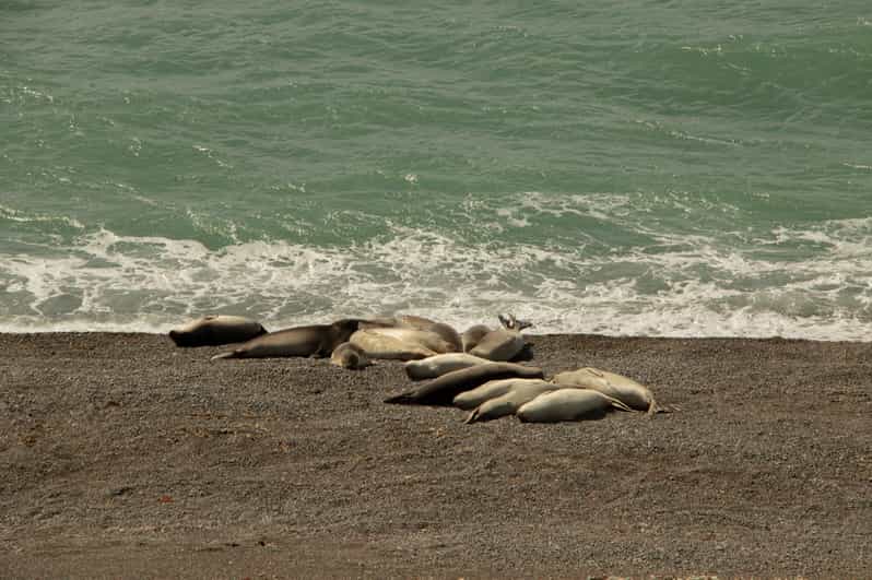 Shore Excursion Peninsula Valdes With Box Lunch + City Tour - Key Points