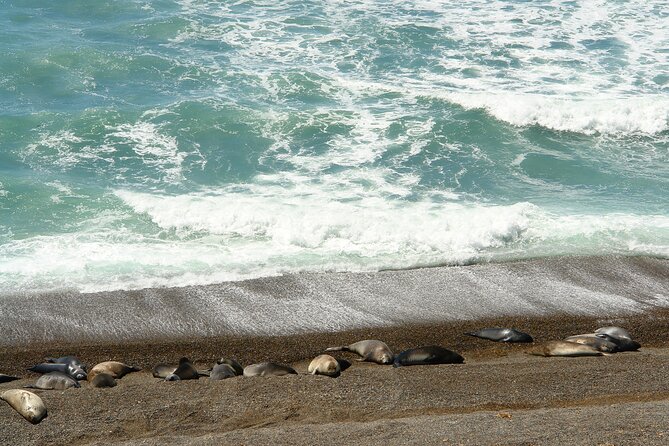 Shore Excursion Peninsula Valdes With Box Lunch &Entry Fee Madryn - Inclusions