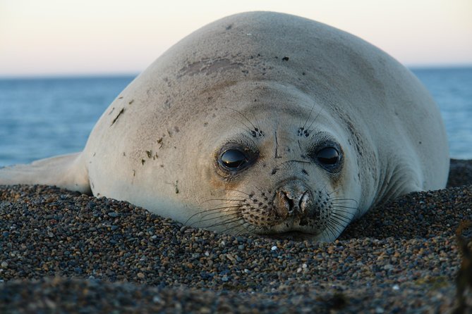 Shore Excursion Peninsula Valdes With Box Lunch &Entry Fee Madryn - Itinerary & Stops
