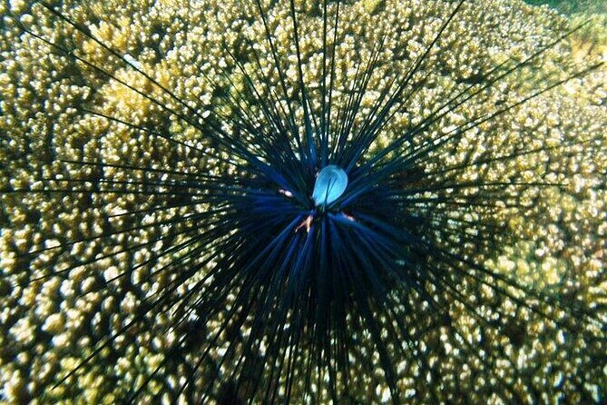 Shore Excursion Premium Family Snorkeling Experience - FAQ
