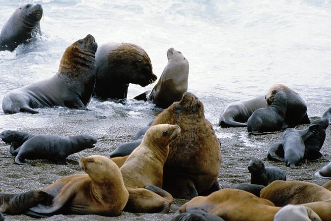 Shore Excursion: Private Day Trip to Peninsula Valdes From Puerto Madryn - Key Points