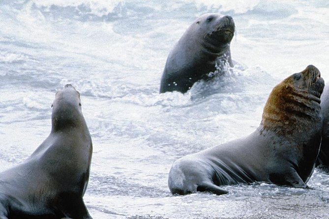Shore Excursion: Private Day Trip to Peninsula Valdes From Puerto Madryn - Itinerary Highlights