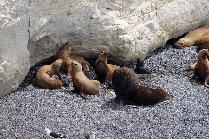 Shore Excursion Punta Loma Sea Lions Reserve Including Puerto Madryn City Tour - Key Points