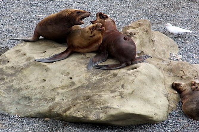 Shore Excursion Punta Loma Sea Lions Reserve Including Puerto Madryn City Tour - Punta Loma Sea Lions Reserve