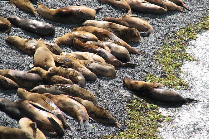 Shore Excursion Punta Loma Sea Lions Reserve Including Puerto Madryn City Tour - Booking and Cancellation Policies