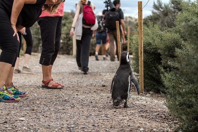Shore Excursion Punta Tombo Penguin Reserve From Puerto Madryn - Booking and Cancellation Policy