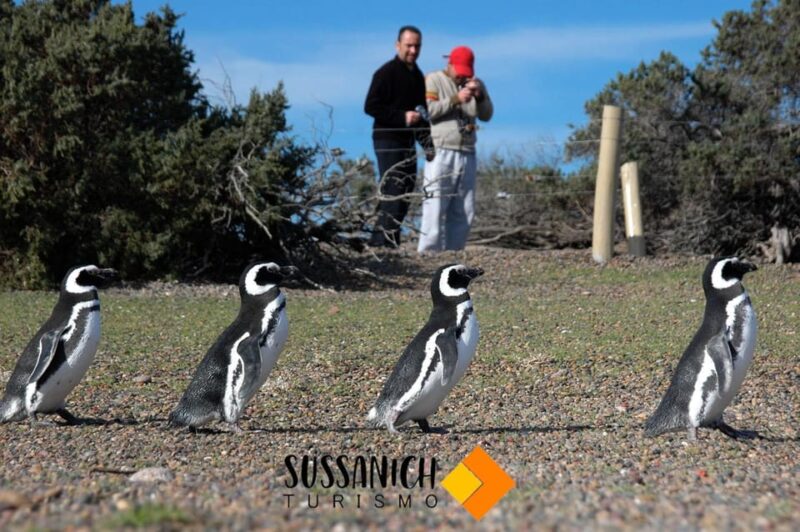 Shore Excursion Punta Tombo With Box Lunch + City Tour - Wildlife and Scenic Highlights