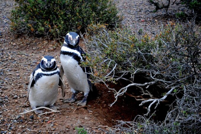 Shore Excursion Punta Tombo With Box Lunch + City Tour - Frequently Asked Questions