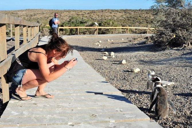 Shore Excursion Punta Tombo With Box Lunch & Entry Fee - Madryn - Key Points