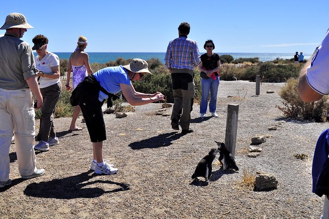 Shore Excursion Punta Tombo With Box Lunch & Entry Fee - Madryn - Itinerary Details