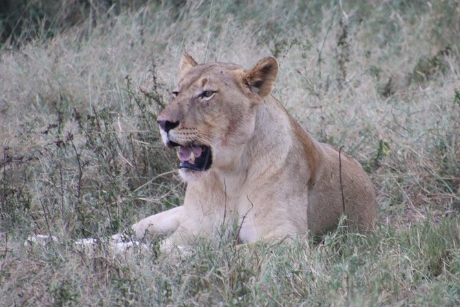Shore Excursion Richards Bay Big 5 Safari Experience - Key Points