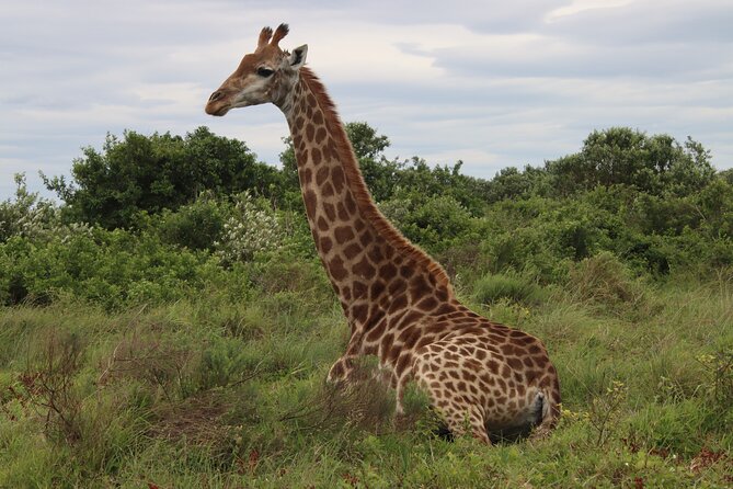 Shore Excursion Richards Bay Big 5 Safari Experience - Meeting and Pickup