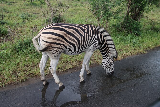 Shore Excursion Richards Bay Big 5 Safari Experience - Included Amenities