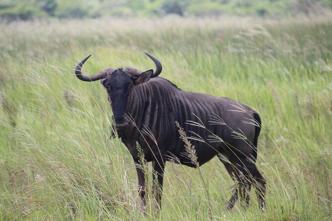 Shore Excursion Richards Bay Big 5 Safari Experience - Booking and Cancellation