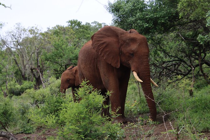 Shore Excursion Richards Bay Big 5 Safari Experience - Accessibility and Flexibility