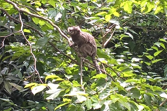 Shore Excursion Santos City With All Entrance Fees Included - Monte Serrat - Tour Duration Criticism