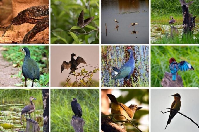 Shore Excursion to Colombo Wetland & Bird Watching by Car - Cultural Experiences