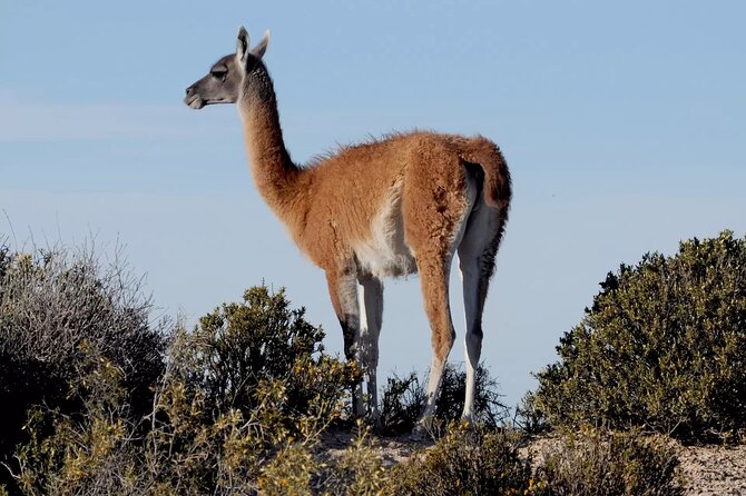 Shore Excursion to Peninsula Valdés for Cruises - Excursion Duration and Key Sites