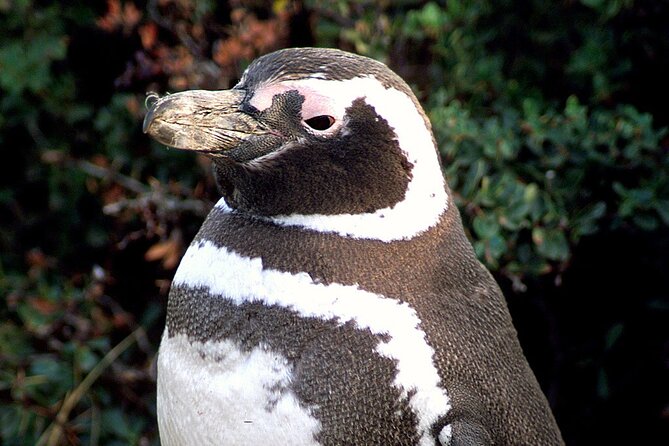 Shore Excursion to the Punta Tombo Reserve for Cruises - Key Points
