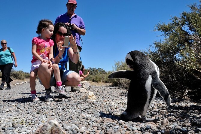 Shore Excursion to the Punta Tombo Reserve for Cruises - Inclusions and Meeting Details