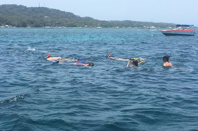 Shore Excursion: Wildlife Eco-Park With 2 Sight Reef Snorkel - Coxen Hole City Tour