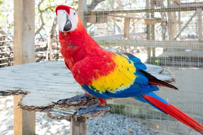 Shore Excursion: Zip Line Adventure With Snorkeling by Boat - Cancellation Policy