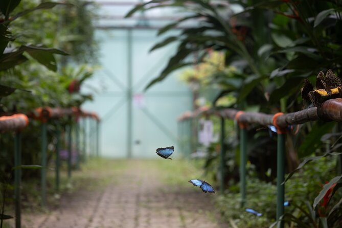 Shore Excursions to Butterfly Garden and Tortuguero Canals - Accessibility