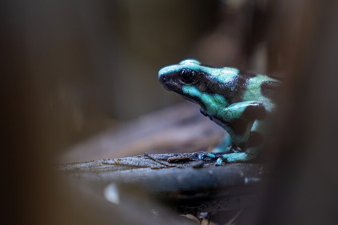 Shore Excursions to Butterfly Garden and Tortuguero Canals - Cancellation and Booking Policies
