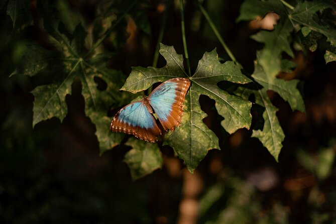 Shore Excursions to Butterfly Garden and Tortuguero Canals - Key Points