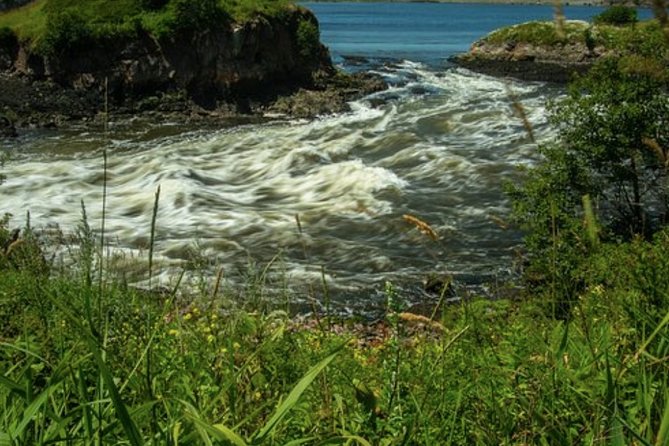 Shore Excursion:Saint John History Walking Tour - Tour Operator and Pricing