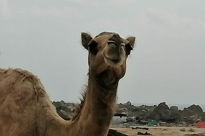 Shore Time at Al Fuzaiyah Beach /Half Day Guided Tour. - Exploring Al Fuzaiyah Beach