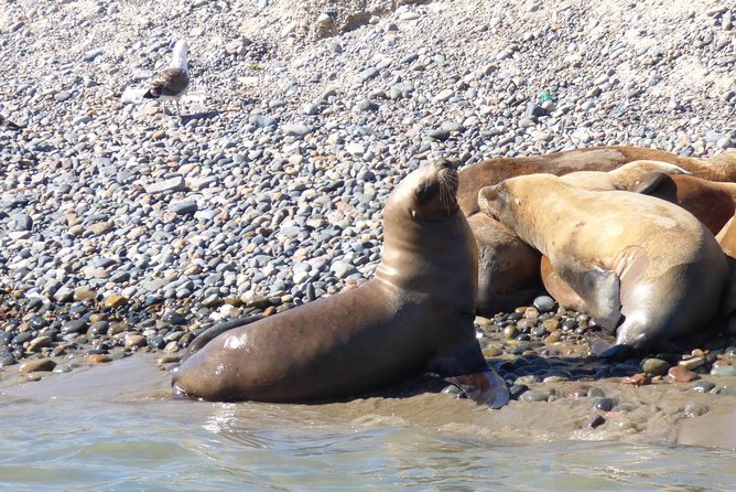 Shore Tours Peninsula Valdes Cruise Ship Passengers Puerto Madryn - Tour Organization Considerations