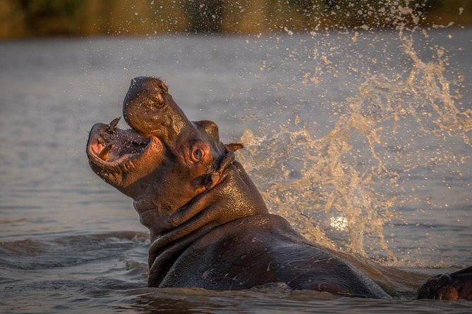 Shoreline Hippo and Crocodile Boat Cruises, Isimangaliso Wetland Park - Informative Cruise Guides