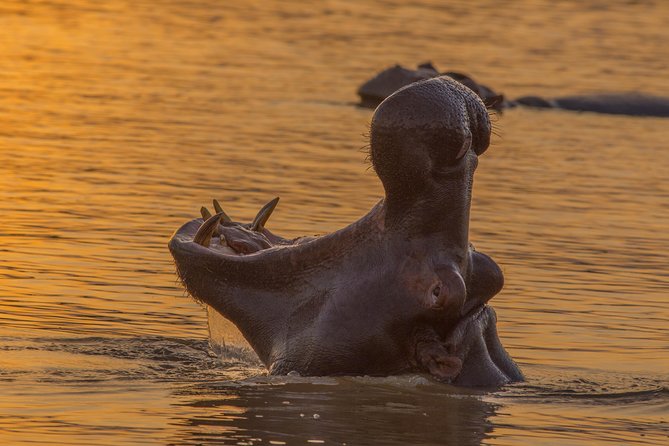 Shoreline Hippo and Crocodile Boat Cruises, Isimangaliso Wetland Park - Accessibility and Suitability