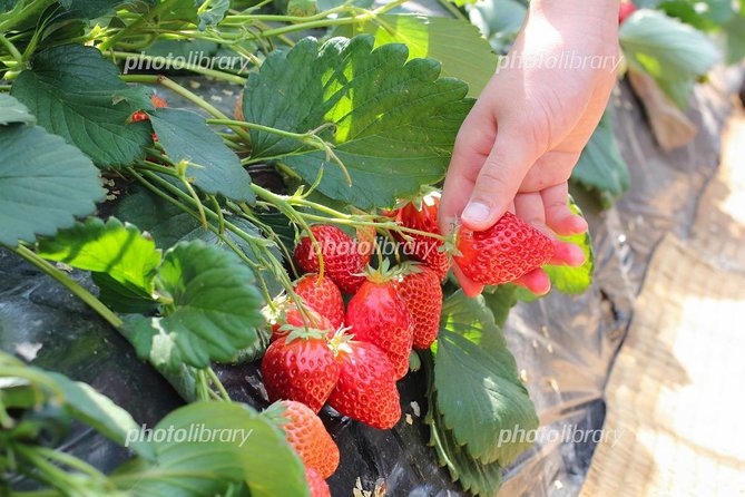Short Day Trip Chater Bus to Strawberry Picking & Shop in Fukuoka - Comfortable Amenities Provided