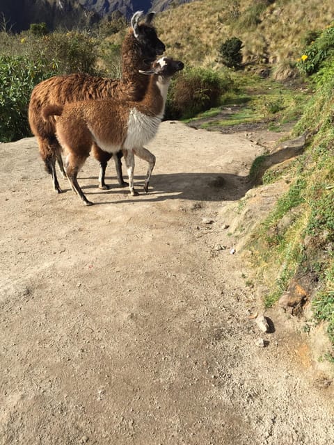 SHORT INKA TRAIL TO MACHUPICCHU 2 DAYS ALL INCLUDED - Frequently Asked Questions
