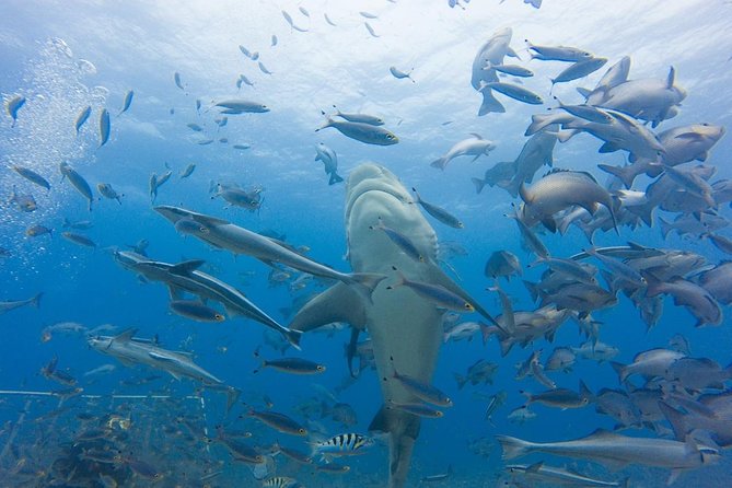 Short & Shark Package -3 Days | 2 Night - Itinerary and Accommodation
