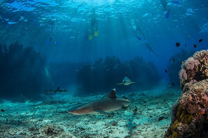Short & Shark Package -3 Days | 2 Night - Ticket Redemption and Expectations