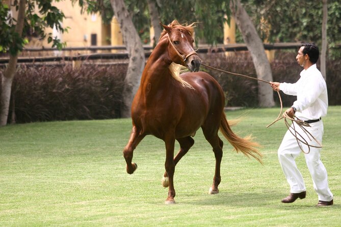 Show of Peruvian Paso Horse & Marinera With Lunch - Marinera Dance Performance