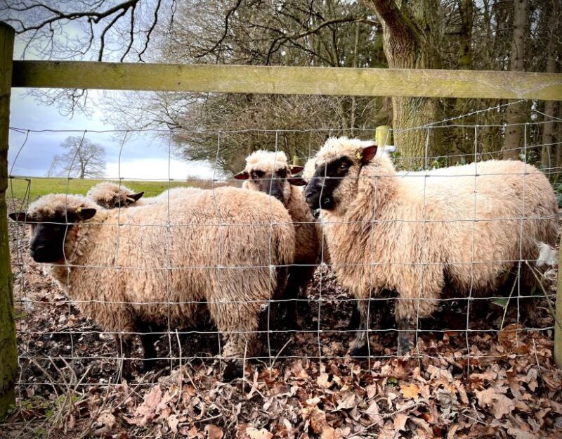 Shropshire Sheep Trekking - Rustic Farm Setting
