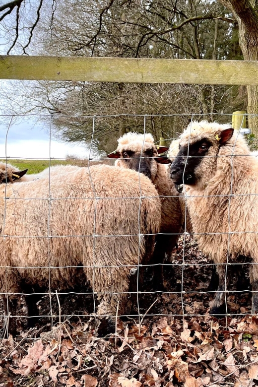 Shropshire Sheep Trekking - Recap