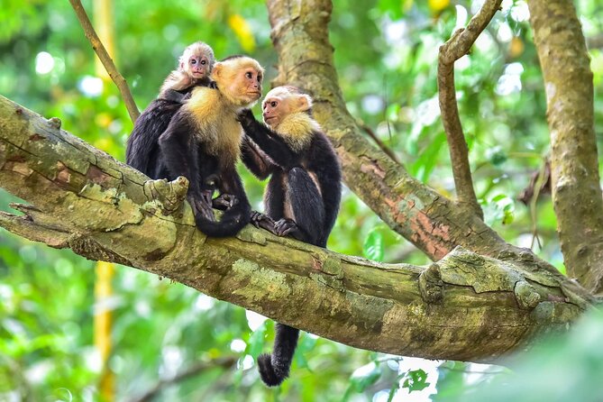 Shuttle Service From San Jose To Monteverde - Accessibility Features