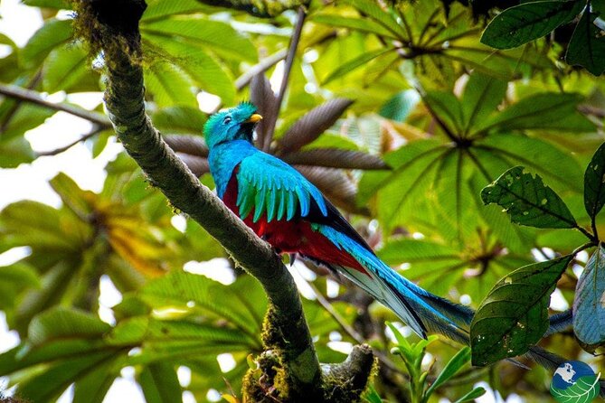 Shuttle Service From San Jose To Monteverde - Pricing and Availability
