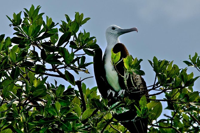 Sian Kaan Adventure Full Day Trip to Punta Allen - Ascension Bay and Nesting Birds