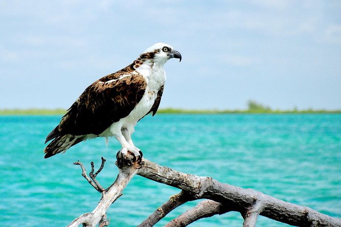 Sian Kaan Biosphere Tour - Boat Trip and Wildlife Sightings